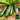Summit Zucchini Seeds, 10g