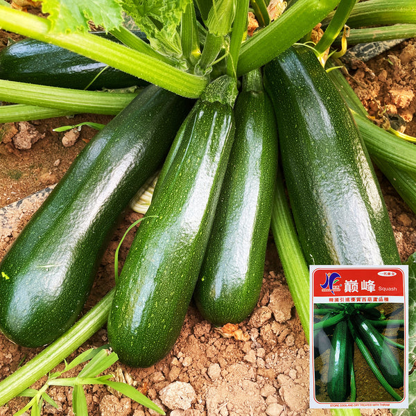Summit Zucchini Seeds, 10g