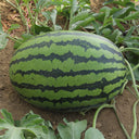 'Lanzhou P2' Sweet Watermelon Seeds