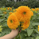Teddy Bear Sunflower Seeds, 1g
