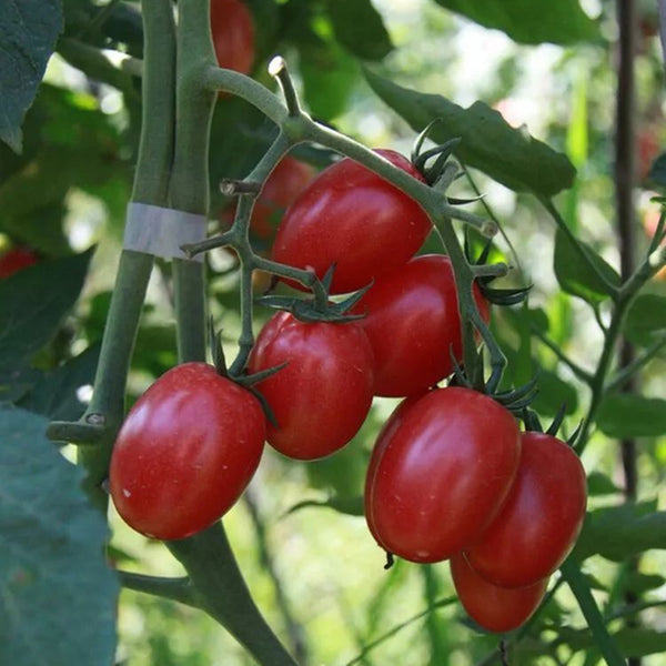 Red Saint Cherry Tomato, 100 Seeds