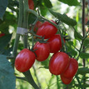 Red Saint Cherry Tomato, 100 Seeds
