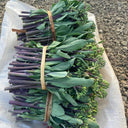 Curly-Leaf Red-Stem Chinese Kale Seeds, 10g