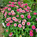 W1337 Double Zahara Raspberry Ripple Zinnia, 5 Seeds