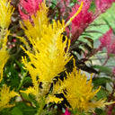 Hezhichun Yellow Feathered Cockscomb Seeds, 1g