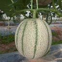 No.8 Red Cantaloupe Hybrid, 50 Seeds