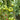 667 Green Blush Tomato, 5 Seeds