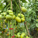 667 Green Blush Tomato, 5 Seeds