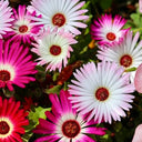 Summer Color Mix Lampranthus Seeds, 1 gram ≈ 3500 Seeds