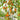 1157 Almaty Yellow Tulip Tomato, 5 Seeds