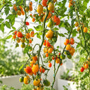 1157 Almaty Yellow Tulip Tomato, 5 Seeds