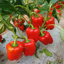 Red Lantern Sweet Pepper Seeds, 100 Seeds