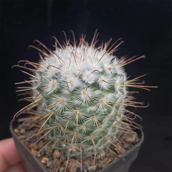 Mammillaria bombycina, 3-4cm