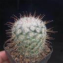 Mammillaria bombycina, 3-4cm