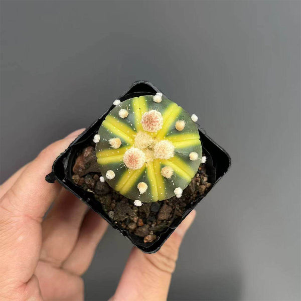 Astrophytum asterias Variegata, 3-4cm