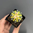 Astrophytum asterias Variegata, 3-4cm