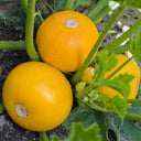 Yellow Pearl Zucchini Seeds