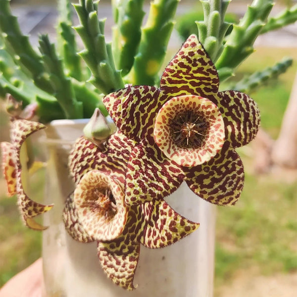 Carrion Flower Seeds, 10 Seeds