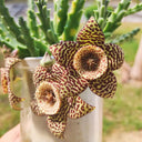 Carrion Flower Seeds, 10 Seeds