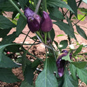 Purple Tower Facing-Heaven Pepper Seeds, 0.2g