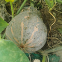 Peanut Pumpkin Seeds, 10 Seeds