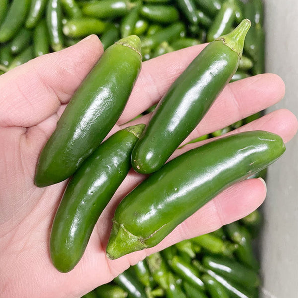 Heirloom Jalapeño Pepper, 10~20 Seeds