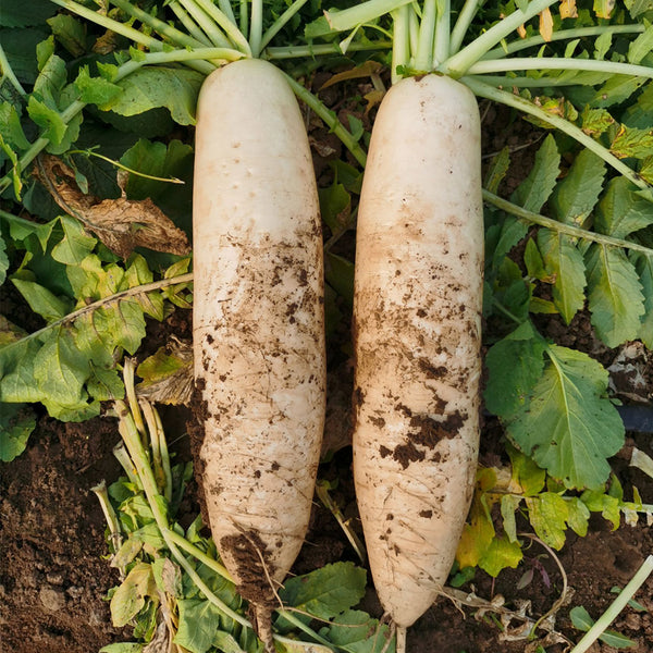 'Xinxuan 13-6' Early-Maturing Radish Seeds, 20g