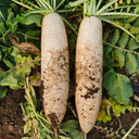 'Xinxuan 13-6' Early-Maturing Radish Seeds, 20g