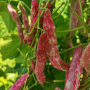 Sparrow Egg Cranberry Bean Seeds, 50g