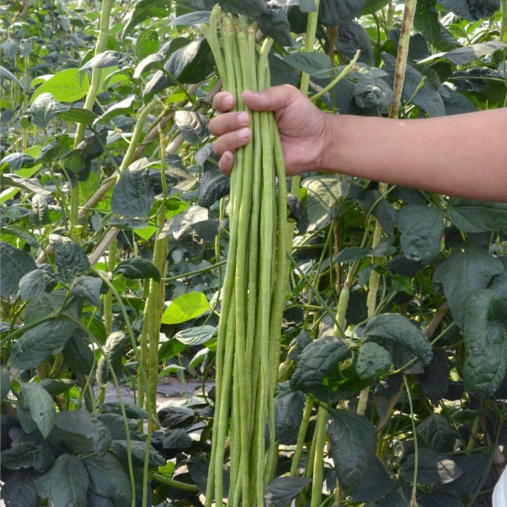 Small Five-leaf Yardlong Bean Seeds, 5 × 5g Bags