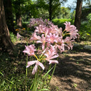 Sprenger's Surprise Lily, 3 Bulbs