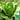 Jiemei Peacock Lettuce Seeds, 5g