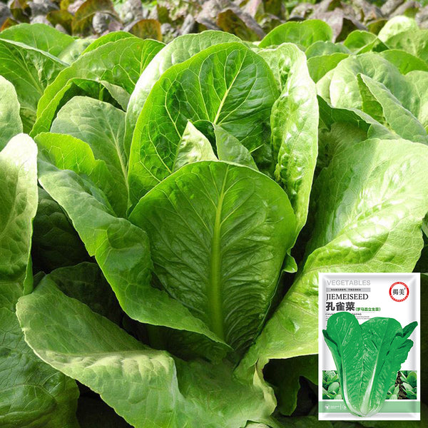 Jiemei Peacock Lettuce Seeds, 5g