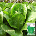 Jiemei Peacock Lettuce Seeds, 5g