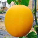 Hongyu Muskmelon Seeds, 100 Seeds