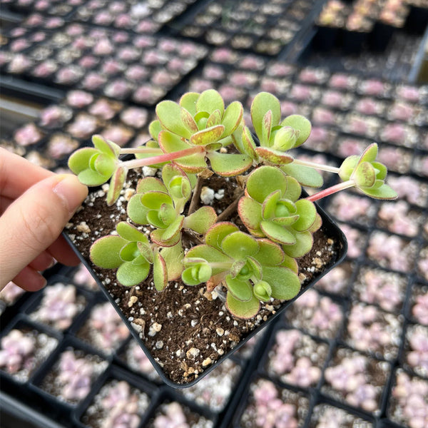 Aeonium saundersii, 1 Plant