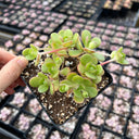 Aeonium saundersii, 1 Plant