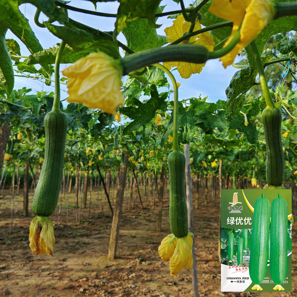 Green Superior Luffa Seeds, 20 Seeds