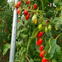 'Royal Pearl Peanut' Tomato Seeds, 20 Seeds