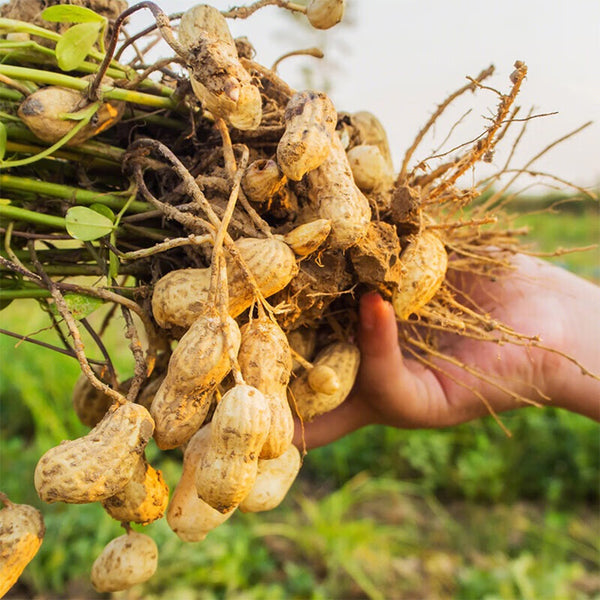 Lushou Peanut Seeds, 20 Seeds