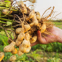 Lushou Peanut Seeds, 20 Seeds