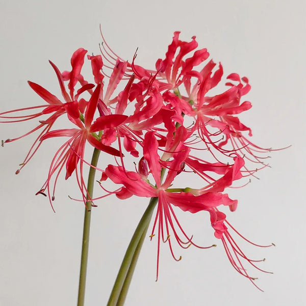 Blood Red Chunxiao Lycoris, 1 Bulb