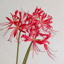 Blood Red Chunxiao Lycoris, 1 Bulb