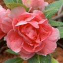 Pink Garden Balsam Double Flower Seeds, 100 Seeds