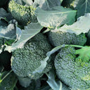 GreenVigour 80 Broccoli Seeds, 1000 Seeds