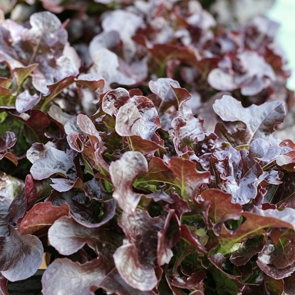 Red Maple Oak Leaf Purple Lettuce Seeds, 5g