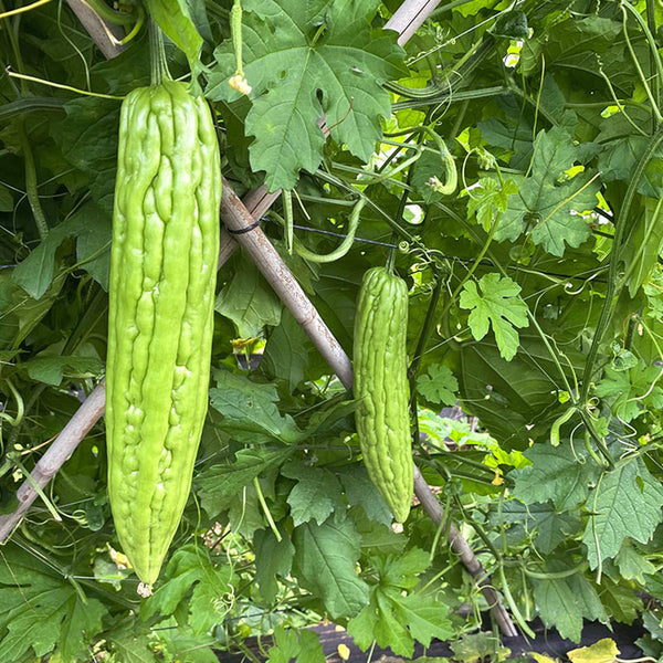 Jiemei No.5 Bitter Gourd, 50 Seeds