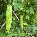 Jiemei No.5 Bitter Gourd, 50 Seeds