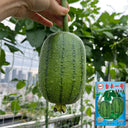 Taifeng No. 1 Apple Luffa, 8 Seeds