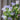 Hezhichun Mixed Color Canterbury Bells Seeds, 1g